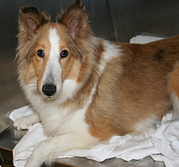 This is a Sheltland Sh.. Animals - Dogs, Cats - 